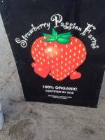 U-Pick Strawberry Farms in Plant City, Lakeland & Central FL