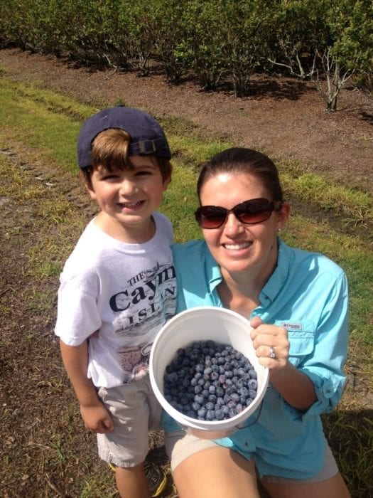 Blueberry Picking Near Me