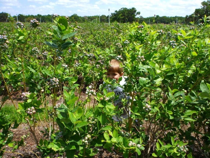 U Pick Blueberries Lakeland Florida (7)