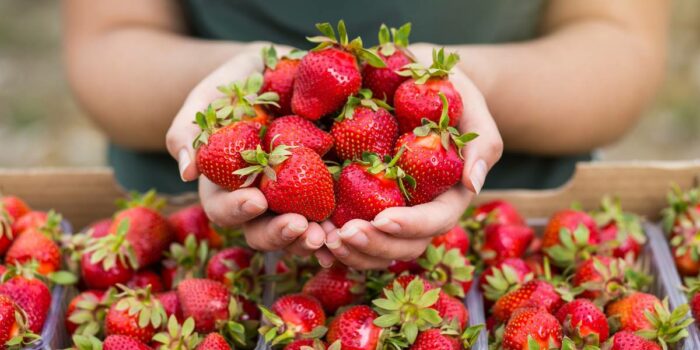 Plant City Strawberries