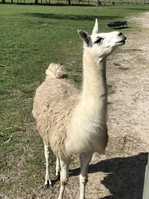 Safari Wilderness Lakeland Llama Feeding