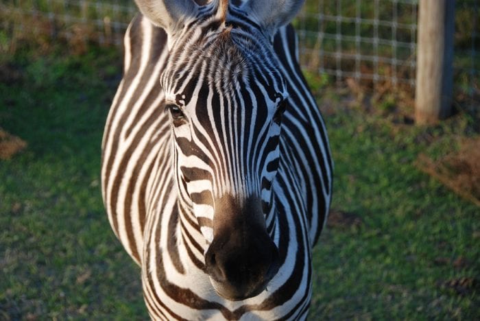 Wild Florida Drive Thru Safari Park Near Lakeland