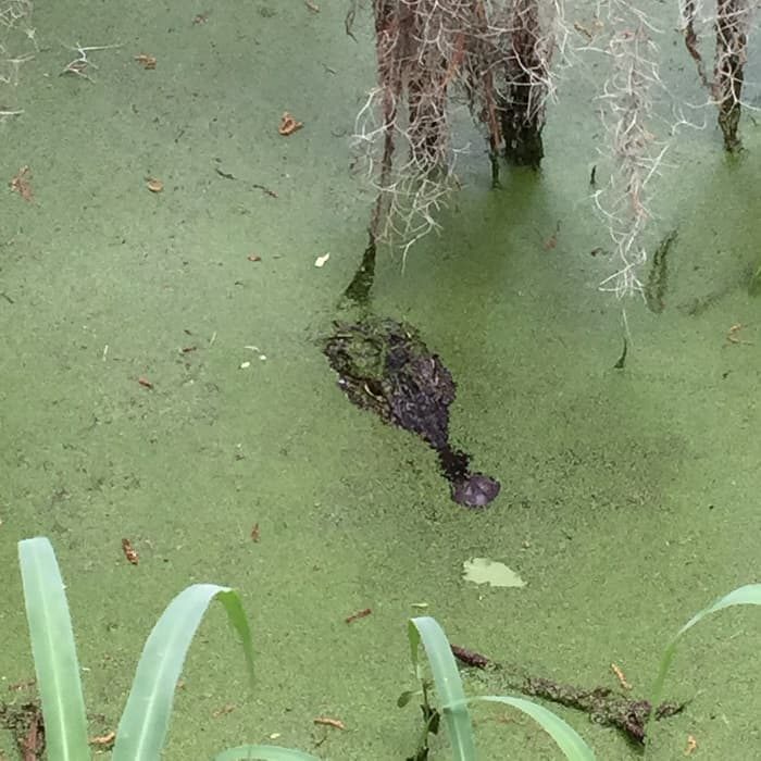 Alligator at Circle B Bar Reserve