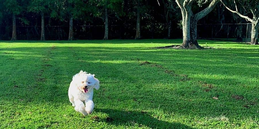 dogs in the park