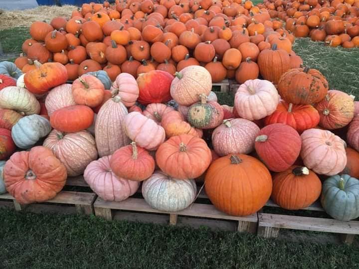 Winter Haven Pumpkin Patch