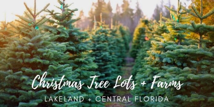 Christmas Tree Lots Lakeland Florida