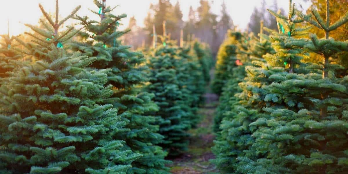 Christmas Tree Lots Lakeland Florida Christmas Tree Farms