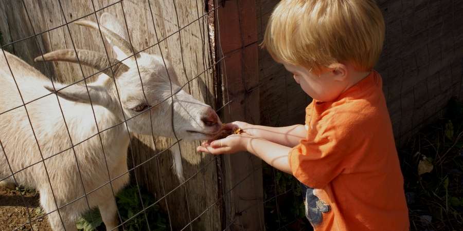 petting zoo s near me