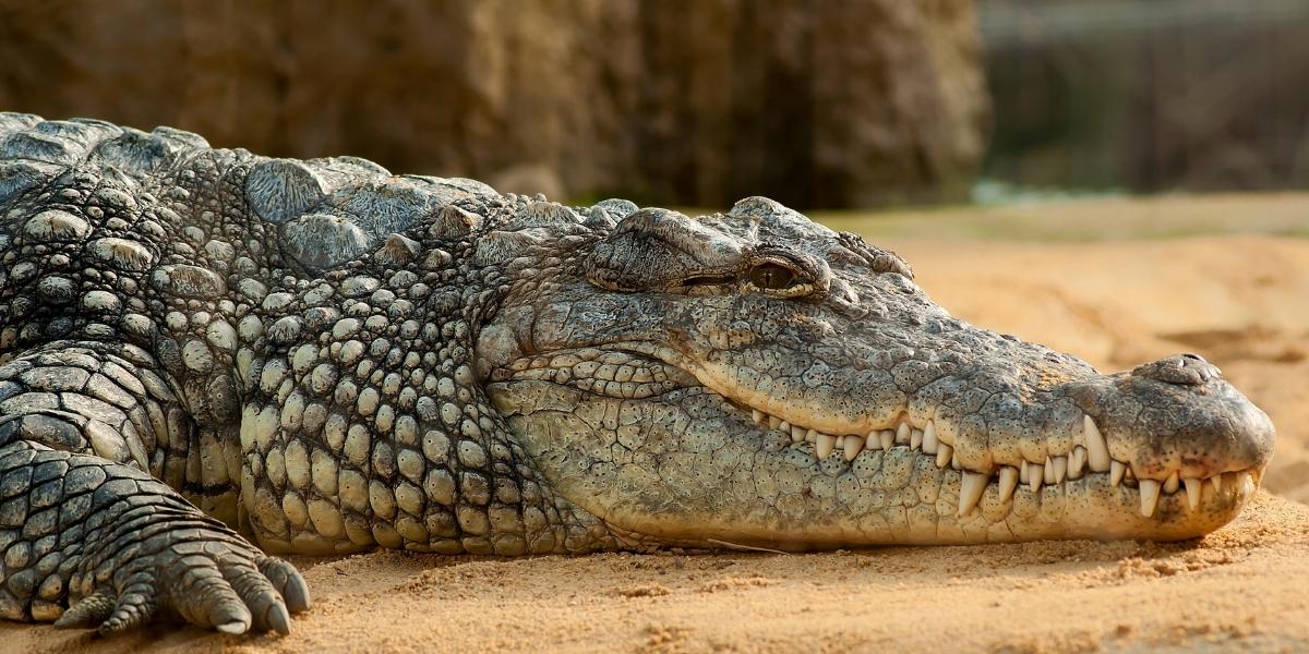 Gatorland Florida