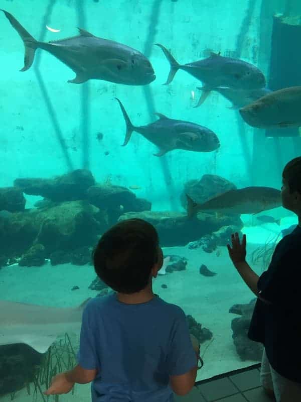 Mote Marine Aquarium Sarasota (1)