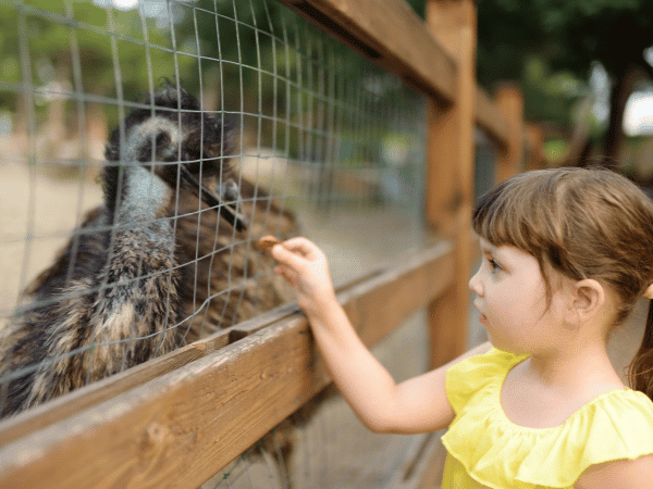 Petting Zoos Near You Farms Near You