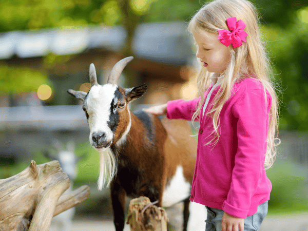 Petting Zoos Near You Farms Near You