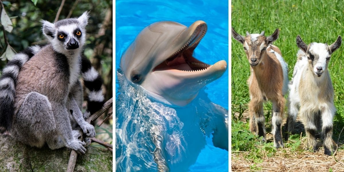 30 Places to See Animals in Central Florida - Lakeland Mom