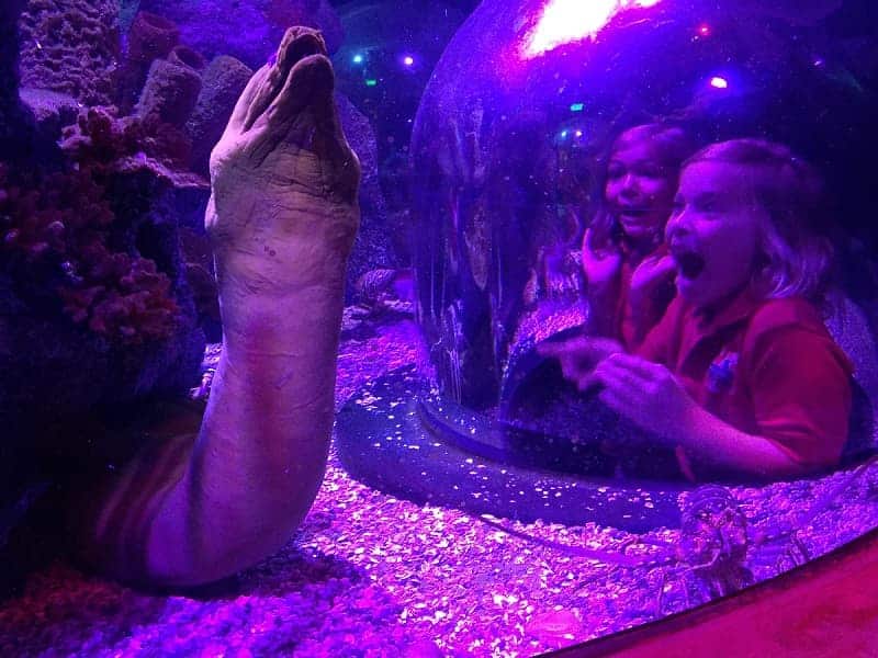 Sea Life Aquarium Eel (1)