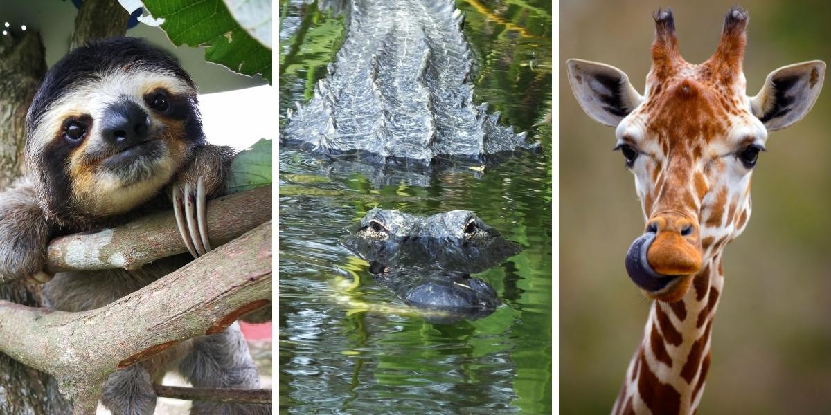 The 10 Best Zoos, Safaris, + Wild Animal Encounters in Central Florida