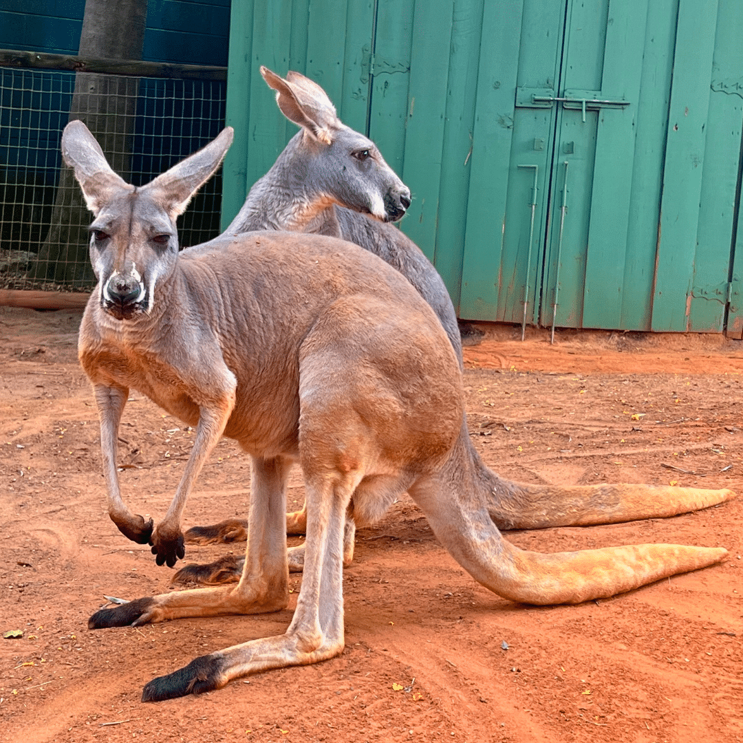 Busch Gardens Kangaroos